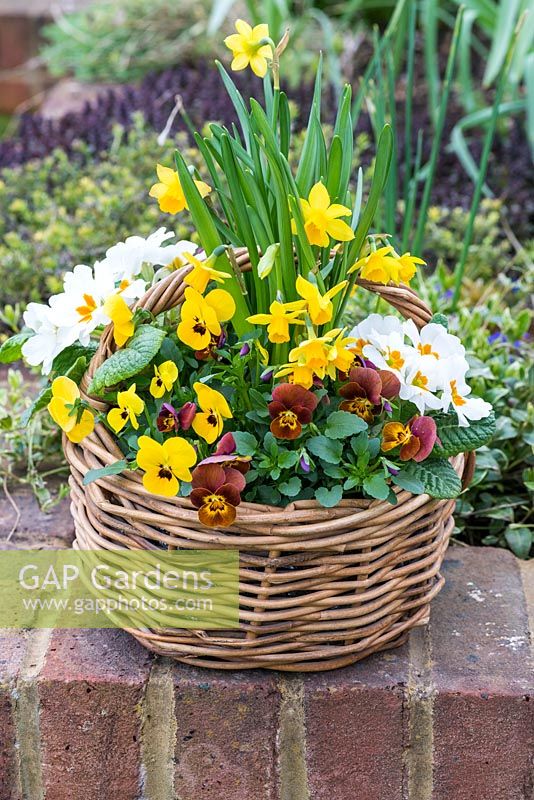 Basket with mixed planting of flowers: Narcissus 'Tete-a-Tete' - dwarf daffodils
, Primula - primroses and Viola 'Honey Bee' and 'Yellow Blotch'
