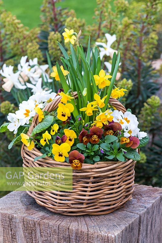 Basket with mixed planting of flowers: Narcissus 'Tete-a-Tete', Primula - 
primroses and Viola 'Honey Bee' and 'Yellow Blotch'
