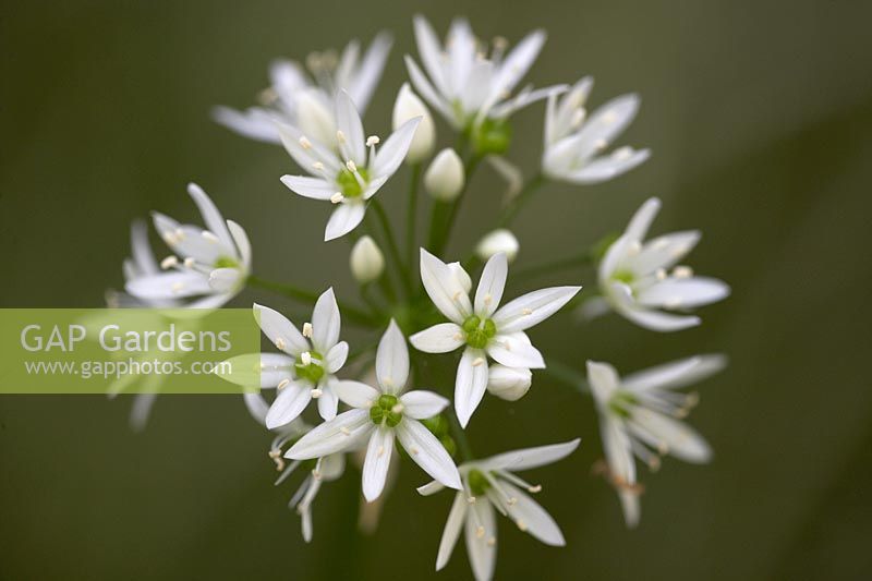 Allium ursinum - wild garlic flowers