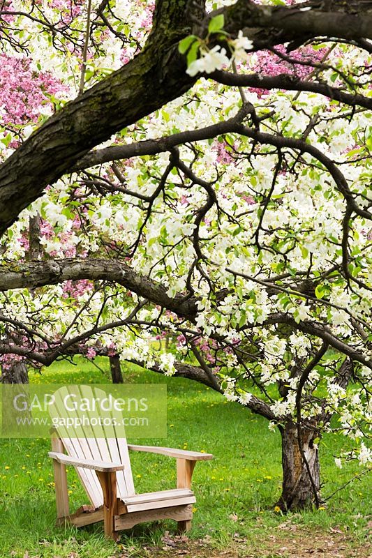 Adirondack chair beneath Malus baccata - Siberian crab apple tree - in blossom
