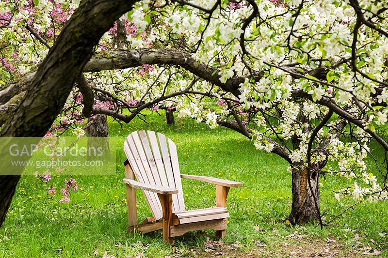 Adirondack chair beneath Malus baccata - Siberian crab apple tree with white
blossom