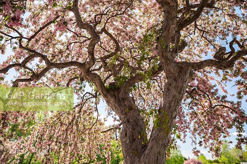 Malus x gloriosa 'Oekonomierat Echtermeyer - Crabapple tree  with pink blossom

