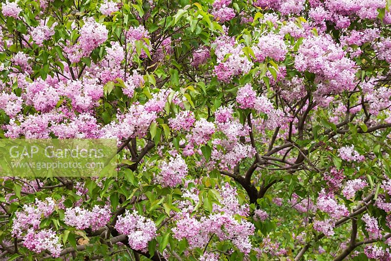Syringa x hyacinthiflora 'Churchill' - lilac with blossom