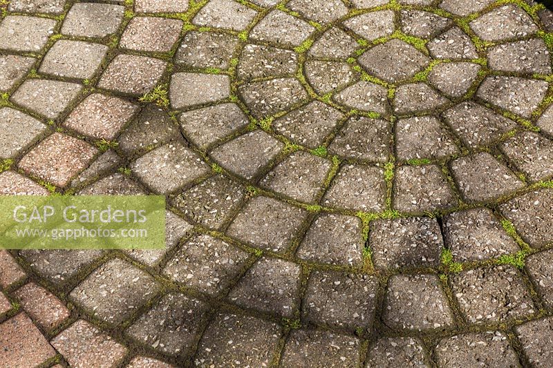 Bryophyta - green moss growing in between the joints of patio paving stones
 
