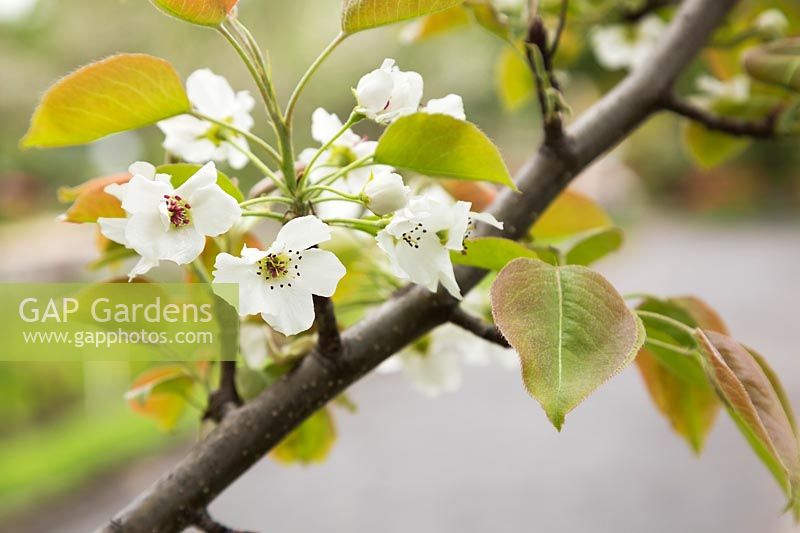 Pyrus pyrifolia '20th Century' - sand pear tree blossom and young foliage