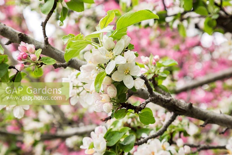 Malus 'Stark Emerald Spire' - apple tree blossom
