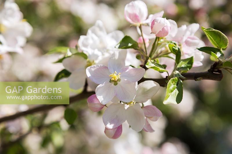 Malus 'Richelieu' - Apple tree blossoms3