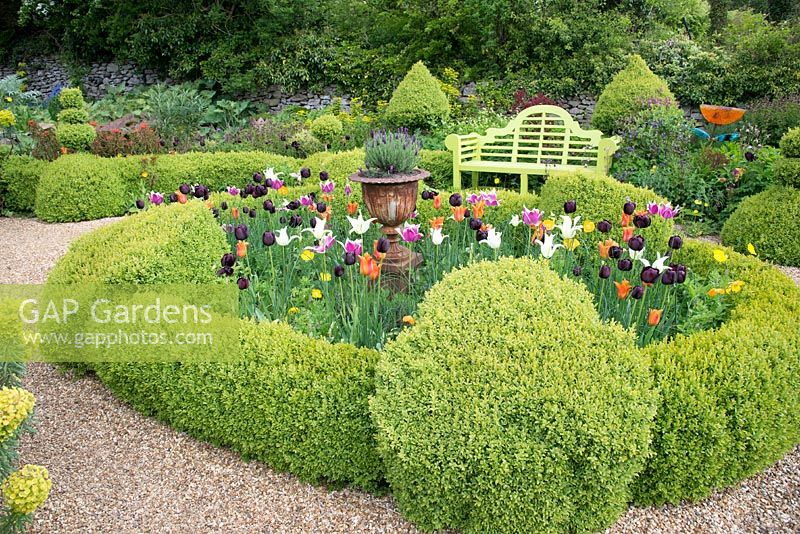 View of Buxus parterre with flowering Tulipa.
