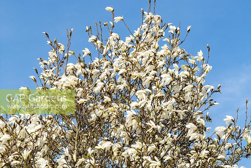 Magnolia salicifolia 'Wada's Memory' - willow-leaved magnolia