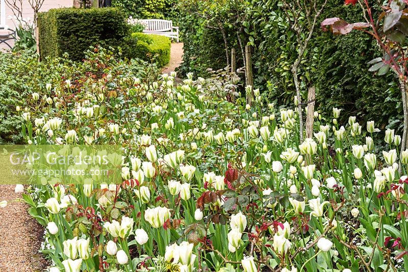 Flowering Tulipa border at Pashley Manor Gardens, East Sussex, UK. 