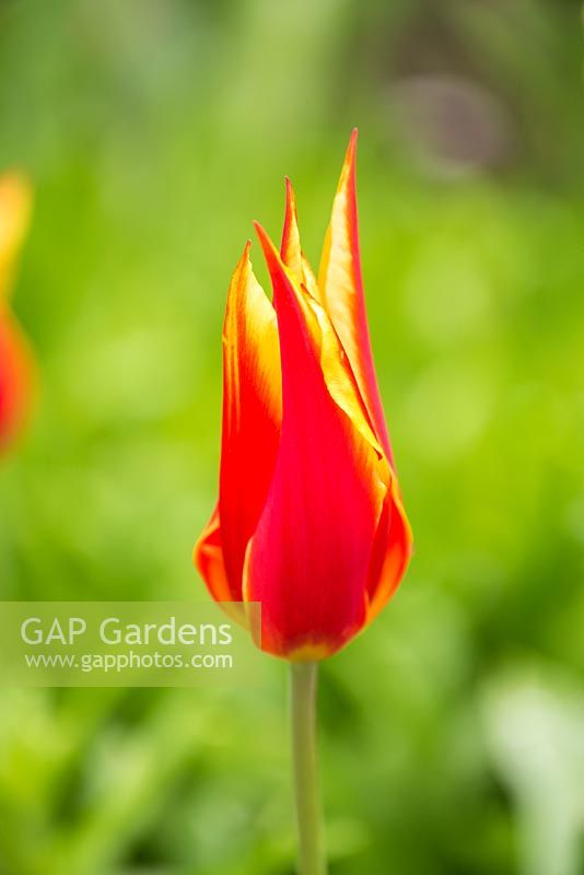 Tulipa 'Fly Away' 