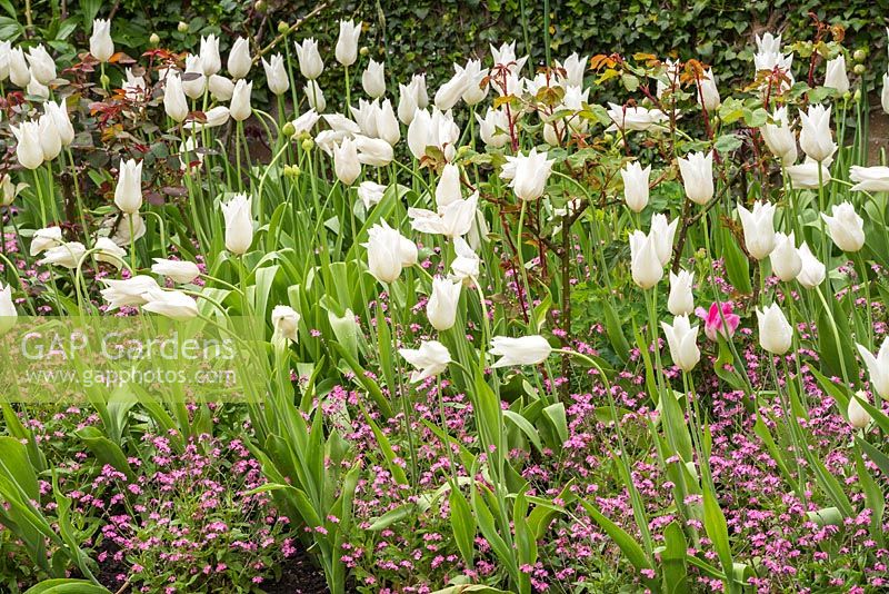 Tulipa 'White Triumphator' with pink Myosotis sylvatica at Pashley Manor Gardens, East Sussex, UK. 