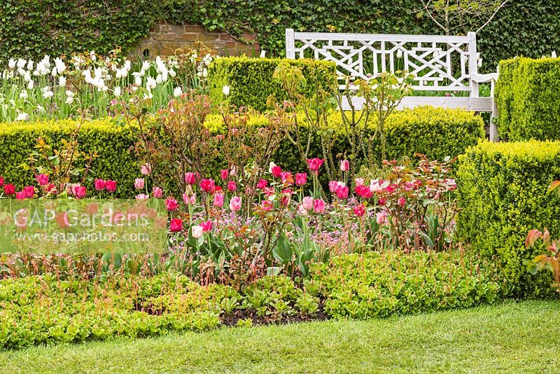 Tulipa Hemishere Collection at Pashley Manor Gardens, East Sussex, UK. 