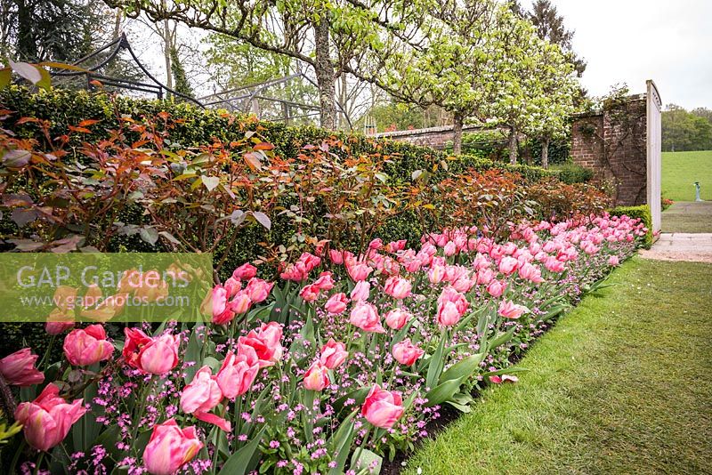 Pink Tulipa border at Pashley Manor Gardens, East Sussex, UK. 