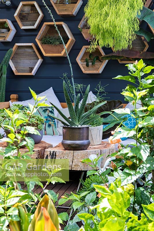 View over lush foliage to outdoor wooden table displaying selection of potted succulents. 
