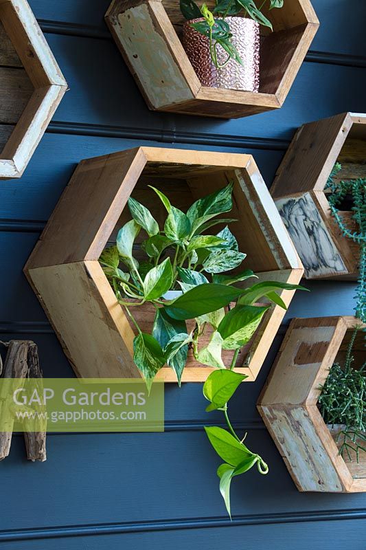Close up of decorative hexagonal timber planter box mounted to wall. 