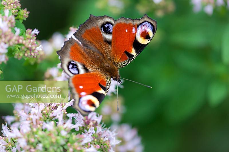 Aglais io - peacock butterfly - on Origanum - oregano