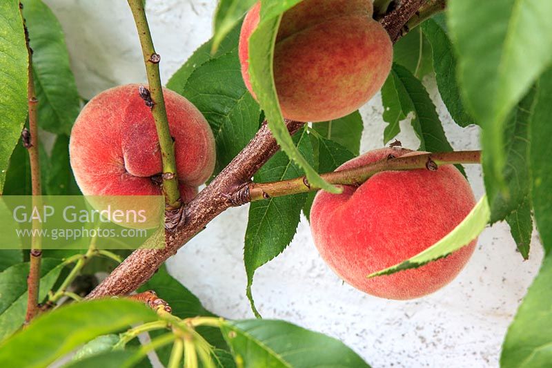 Prunus persica - Peach - with fruit.  