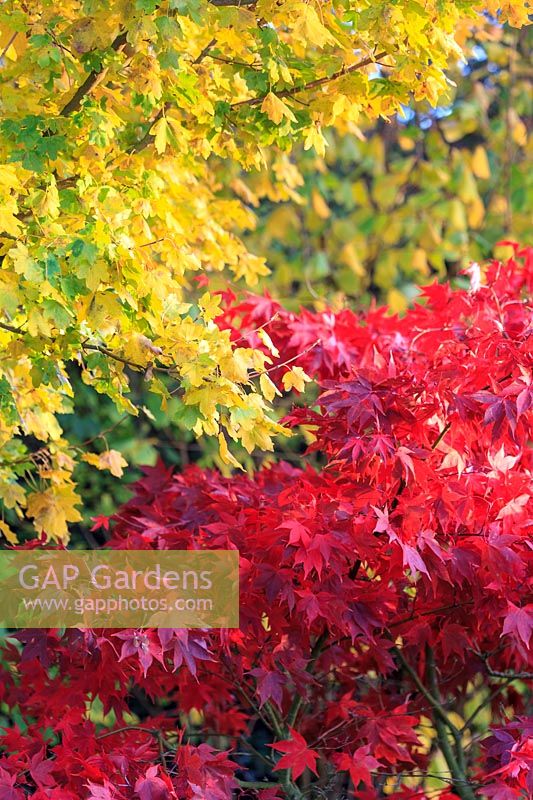 Acer campestre - Field maple and Acer palmatum 'Osakazuki' - Japanese maple