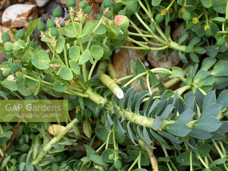Cut stems and milky white sap of Euphorbia myrsinites - Myrtle spurge. 