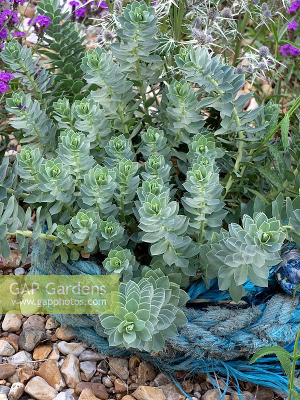 Euphorbia myrsinites - Myrtle spurge - growing in gravel garden.