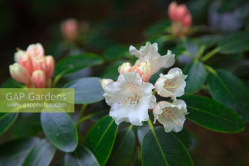 Rhododendron 'Marietta'