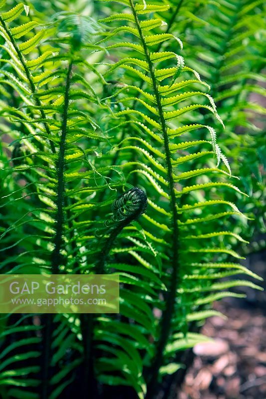 Dryopteris atrata - shaggy field fern 
