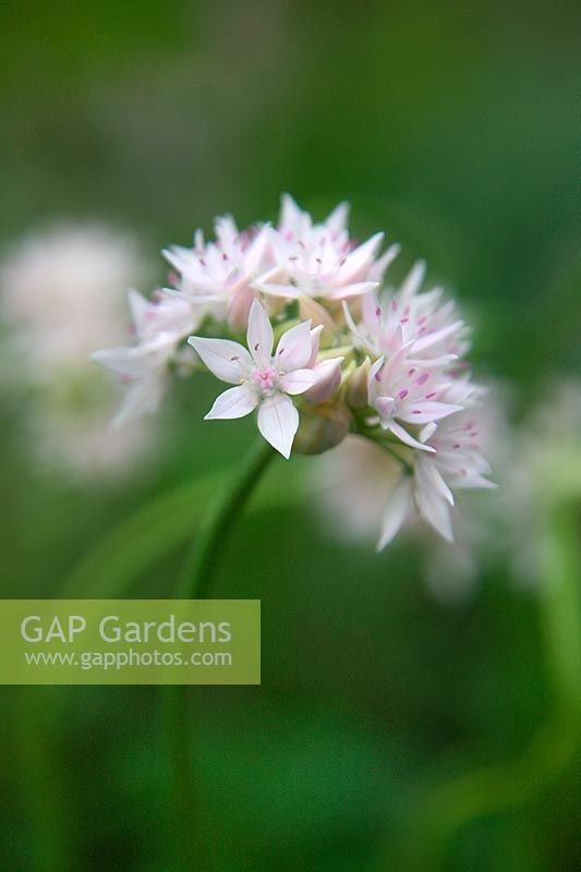 Allium amplectens 'Graceful Beauty' - narrowleaf onion