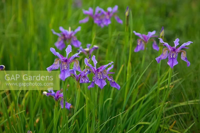 Iris 'Perry's Blue' - Siberian iris