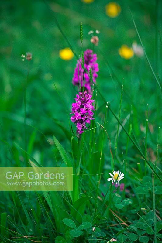 Dactylorhiza fuchsii - common spotted orchid