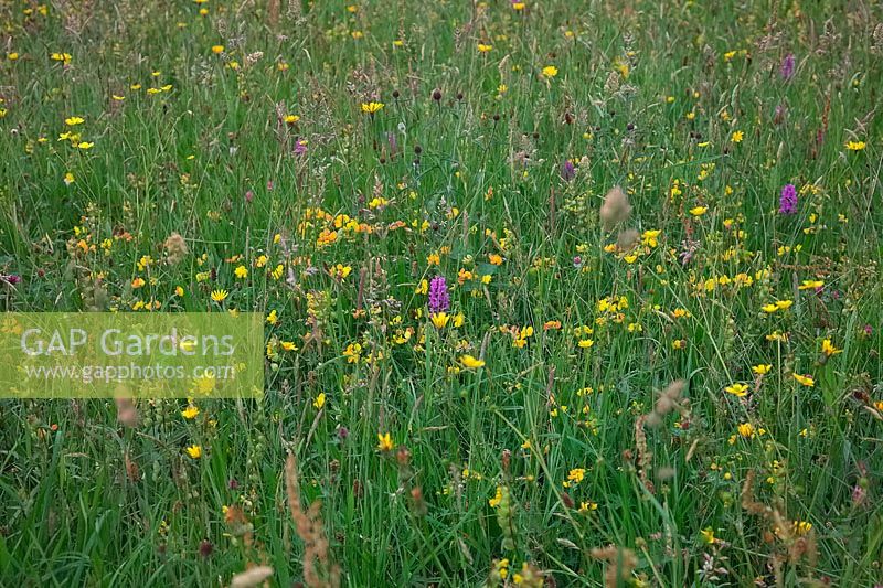 Diverse wildflower meadows at Goren Farm, Devon, UK.  