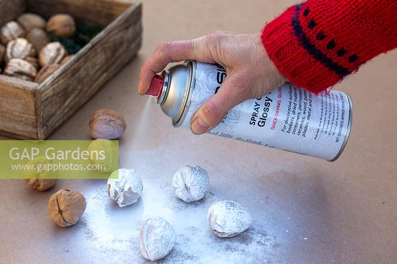 Person using white spray paint to decorate walnuts. 