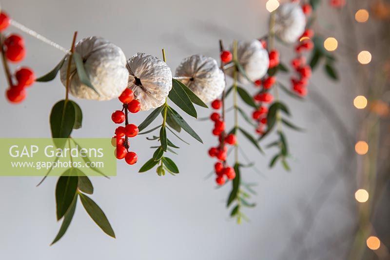 Painted walnuts strung on thread with Ilex berries and Eucalyptus. 