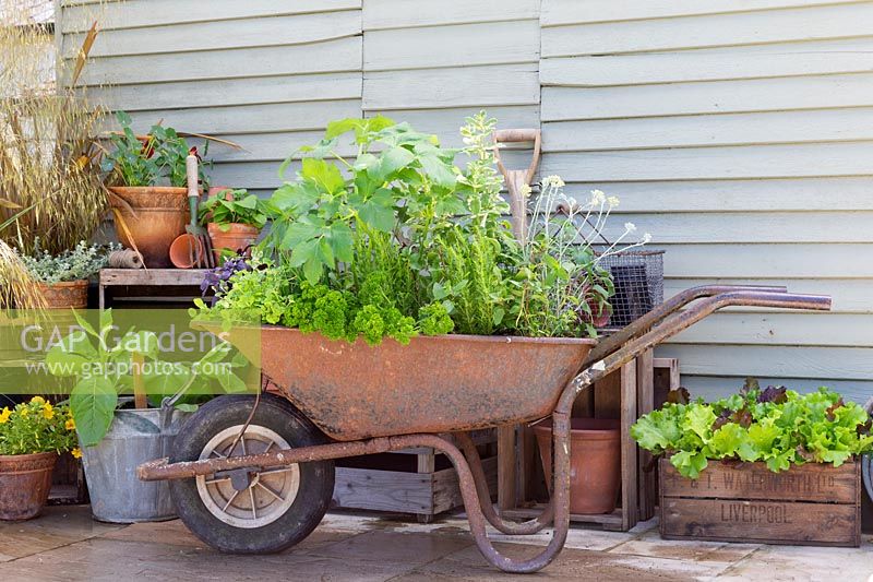 Wheelbarrow planted with a variety of herbs in yard setting. 