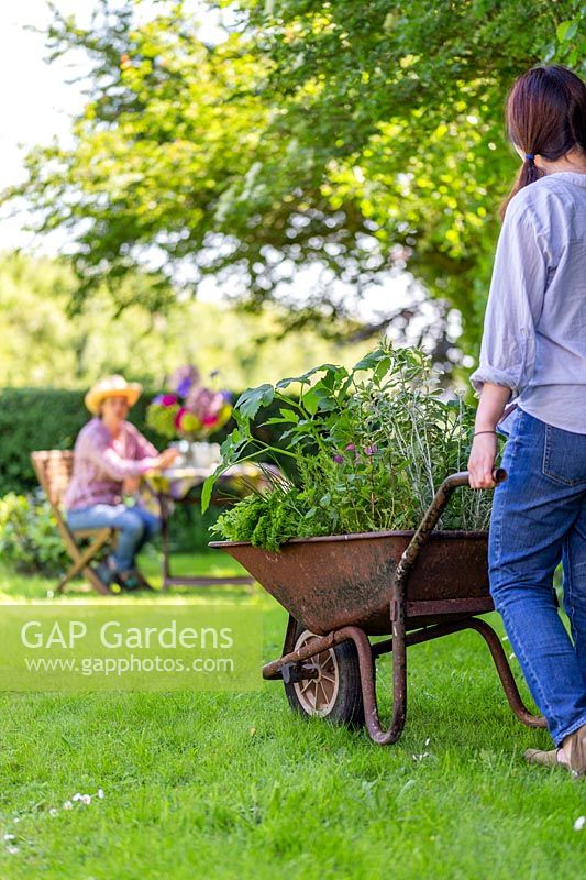 Woman pushes wheelbarrow planted with mixed herbs towards woman sitting at table on a lawn. 