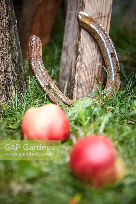 Fallen apples lie on grass next to rusty metal horseshoe. 