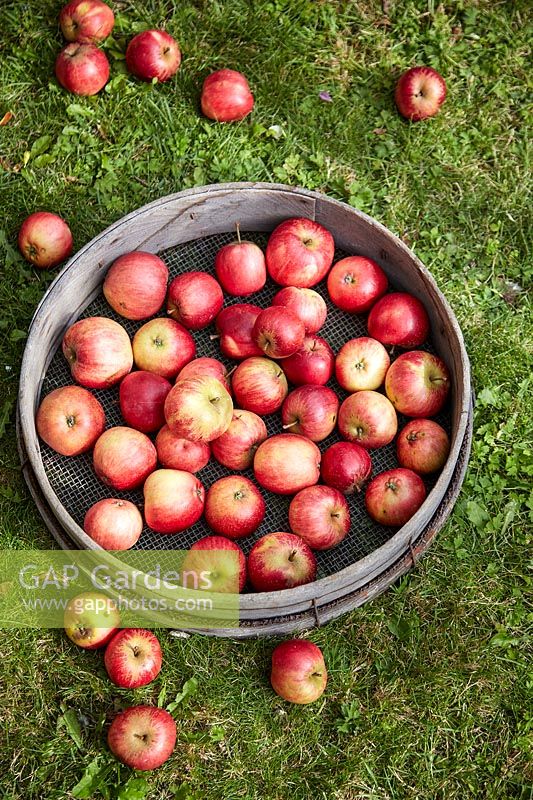 Harvested apples in vintage garden sieve.