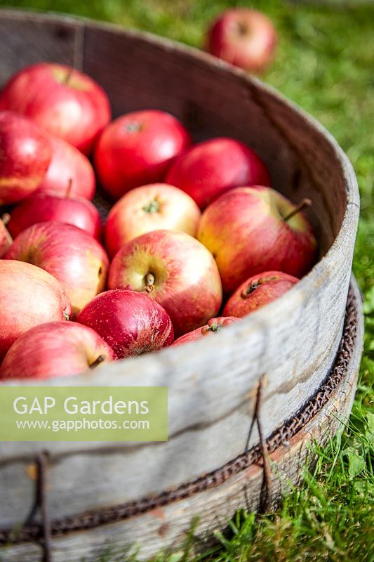 Close up of harvested apples in vintage garden sieve.
