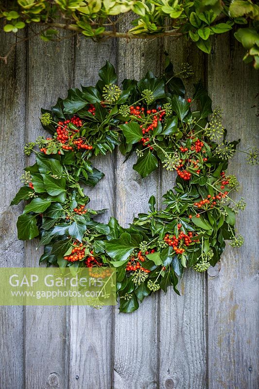 Autumnal wreath with Hedera helix and Pyracantha berries on wooden door in rustic setting.
