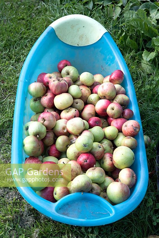 Locally grown apples free for the taking in baby's bath, Priory Common Orchard Community Garden, London Borough of Haringey, UK. 