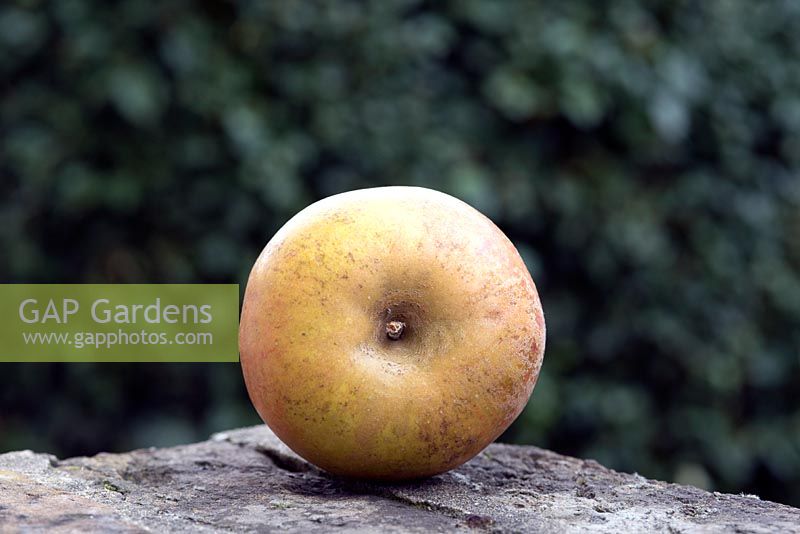 Malus domestica 'Ashmead's Kernel' - single heritage Apple