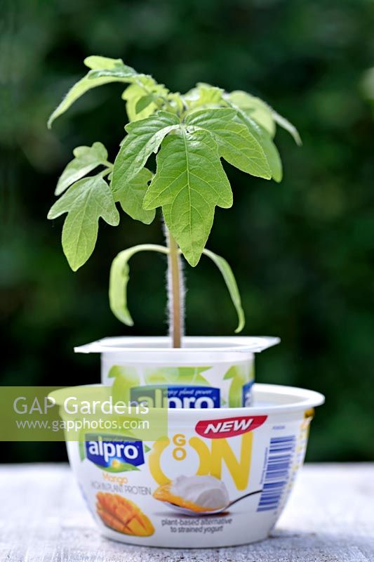 Solanum lycopersicum - Black Russian tomato - seedling growing in recycled yoghurt pot with matching saucer.