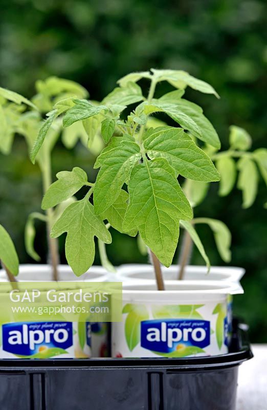 Solanum lycopersicum - Black Russian tomato seedlings - growing in recycled yoghurt pots. 