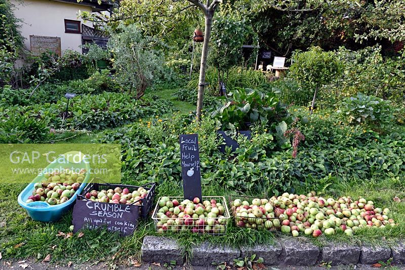 Free local apples, Priory Common Orchard, London Borough of Haringey, UK. 