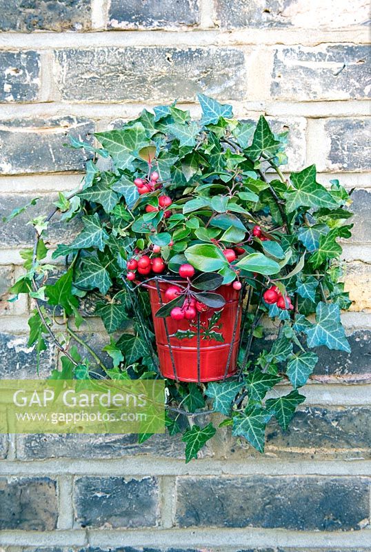 Gaultheria procumbens in red enamel pot displayed in wire hanging plant holder. 