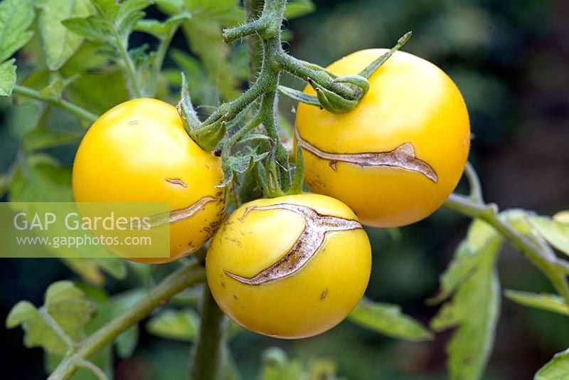 Golden Sunrise Tomatoes - Solanum lycopersicum - showing splits in the skin due to irregular watering. 