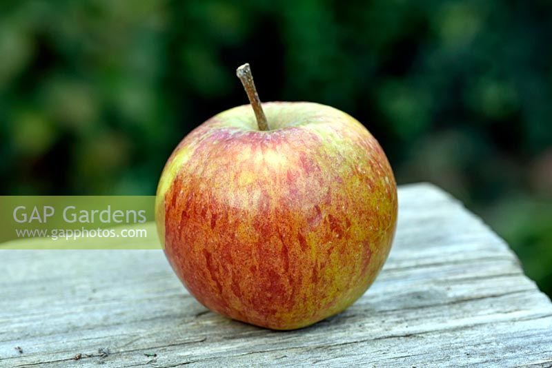 Malus domestica 'Ellison's Orange' - apple 