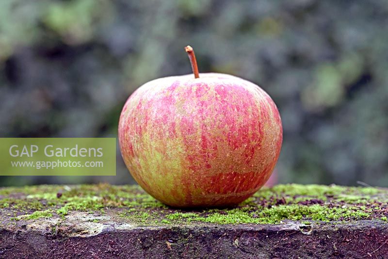 Malus domestica 'Wayside' - apple 