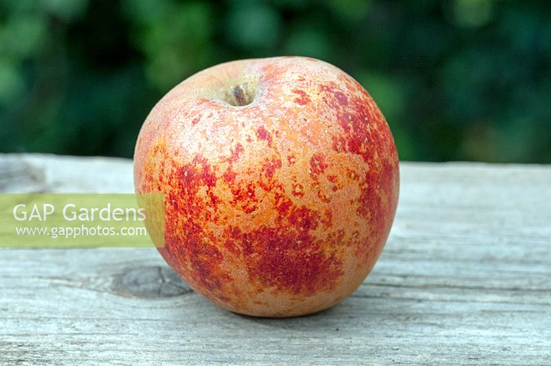 Malus domestica - Norfolk Royal Russet Apple
