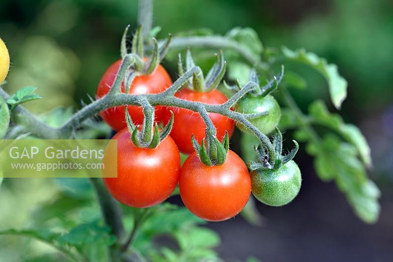 Solanum lycopersicum 'Crimson Cherry' - tomatoes 